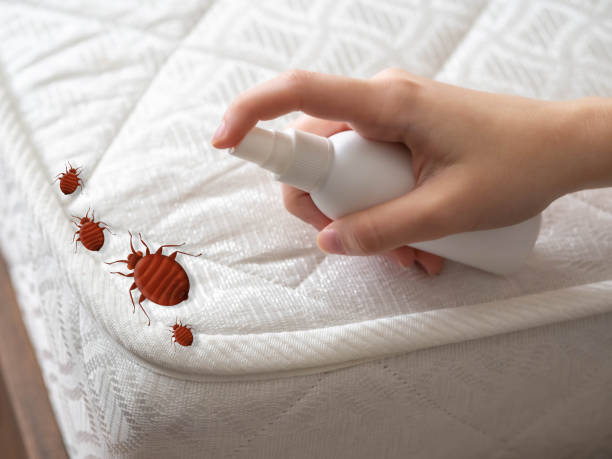 Best Termite Control Services  in Montpelier, VT